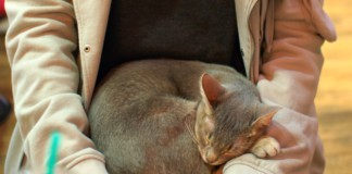 고양이 카페에서 마주하는 치유의 시간: 고양이의 다양한 매력과 꼬리 언어