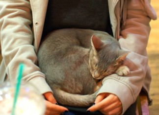 고양이 카페에서 마주하는 치유의 시간: 고양이의 다양한 매력과 꼬리 언어